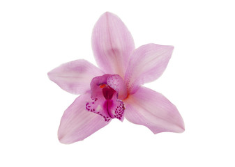 pink orchid isolated on white background