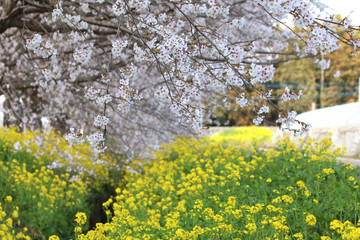 Obraz premium 桜と菜の花