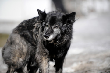chien