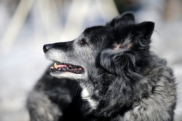 chien