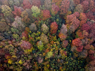 Herbstwald von oben - Luftaufnahme