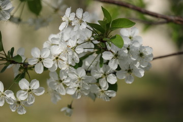 Branch of a tree with white flowers