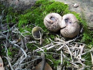pajaro, huevo, naturaleza
