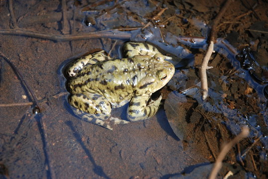 Crapeau vert dans une flaque d'eau