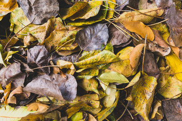 Autumn red, yellow and green leaves background