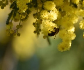 Abeille en train de collecter du pollen sur du mimosa en fleur