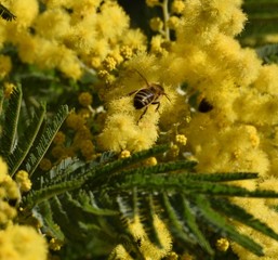 Abeille en train de collecter du pollen sur du mimosa en fleur