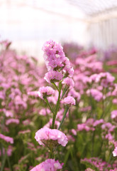 Naklejka premium スターチス