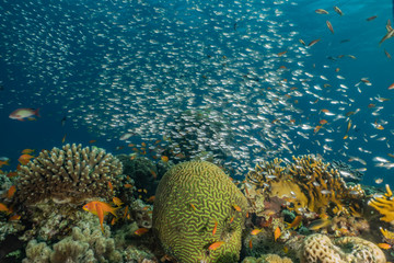 Coral reefs and water plants in the Red Sea, Eilat Israel