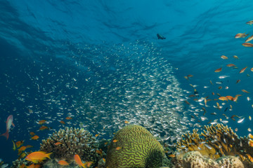 Coral reefs and water plants in the Red Sea, Eilat Israel