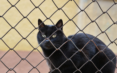 black cat in wire cage