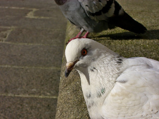 White pigeon in the streets