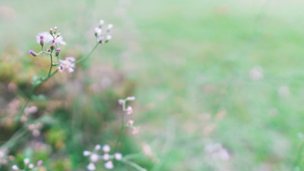 Spring Flowers in green/yellow blurred abstract background. Start of Summer season.