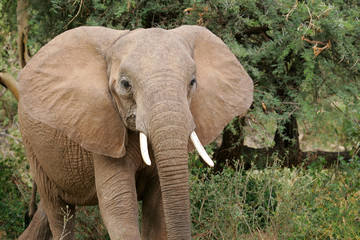 African Elephants in Kenya Africa