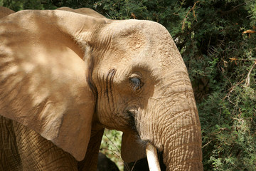 Fototapeta na wymiar African Elephants in Kenya Africa