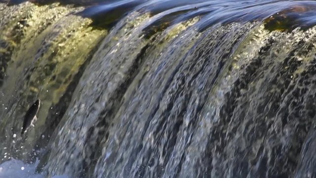 Fish jumping in waterfall in slow motion.
