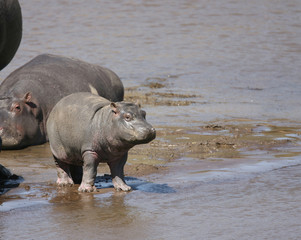 Hippopotamus or Hippo in Kenya Africa