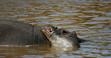 Fototapeta premium Hippopotamus or Hippo in Kenya Africa