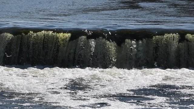 Fish jumping in waterfall in slow motion.