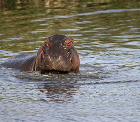 Hippopotamus or Hippo in Kenya Africa