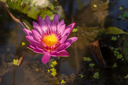 Pink Lotus flower on the water, picture from Phu Quoc Island.