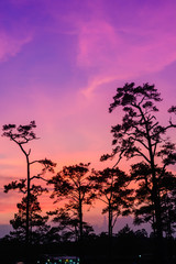 Camping in pine forest on a top of mountain in nation park of Thailand. Nature background and outdoor in evening in Thailand