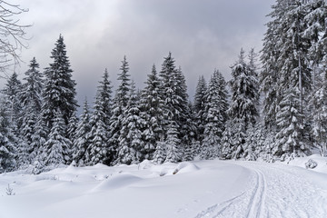 Footpath in a snow in a winter forest