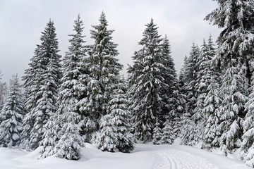 Winter forest in Harz mountains national park