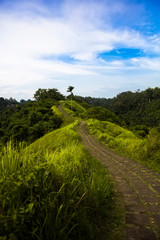 Fototapeta na wymiar Campuhan Ridge hiking trail in Ubud, Bali