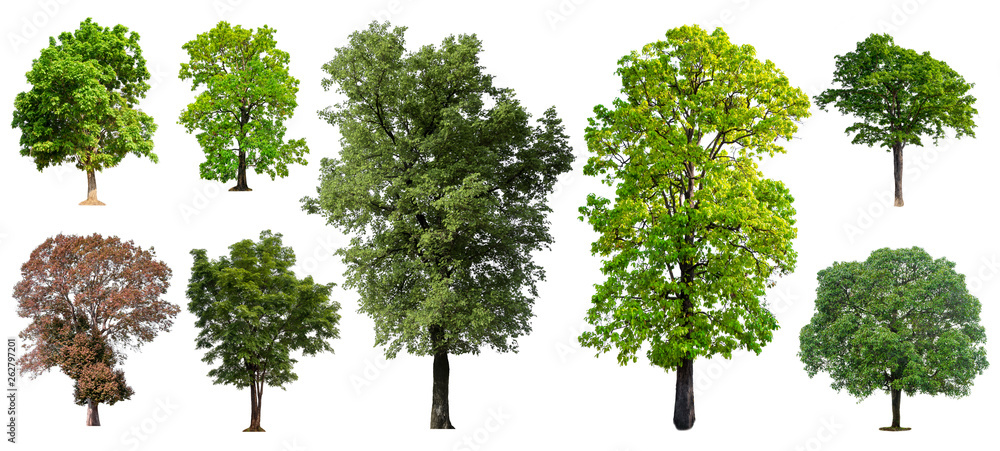Poster big collecttion of tree on white background