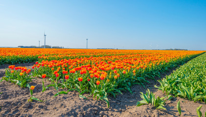 Field with flowers below a blue sky in sunlight in spring
