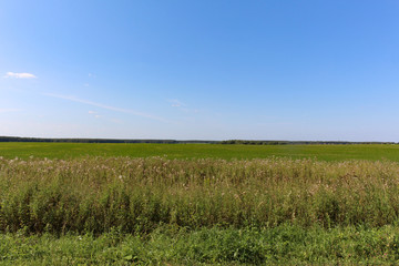 Green forest and field and village