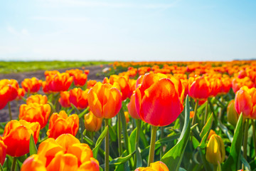 Field with flowers below a blue sky in sunlight in spring