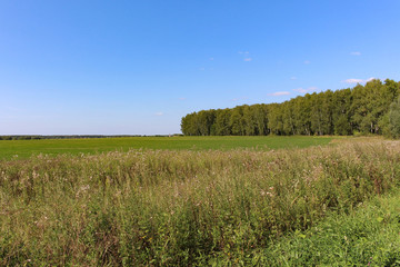 Fototapeta premium Green forest and field and village