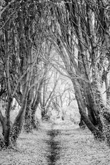 Tree arch way in infrared light 