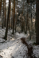 snowy road in winter forest