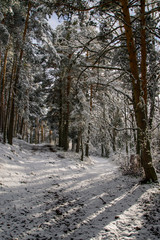 snowy road in winter forest