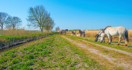 Horses in a field of a natural park in sunlight in spring © Naj