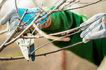  man in gloves cuts branches from a tree, caring for the garden.