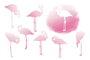 American flamingo posing set in pink colors isolated on white - obrazy, fototapety, plakaty