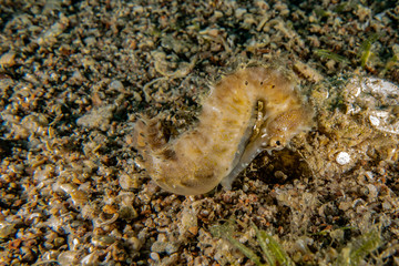 Sea ​​horse in the Red Sea Colorful and beautiful, Eilat Israel