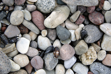Fototapeta na wymiar Pebble and black shells on the beach texture