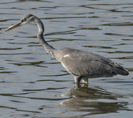 Héron cendré, Marais d'Orx dans les Landes