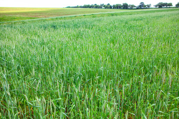field with green wheat in the spring 