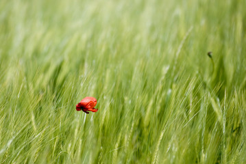 Coquelicot