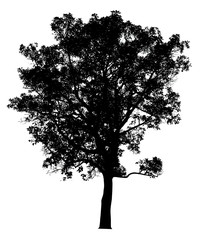 Silhouette tree isolated on a white background. Clipping path included