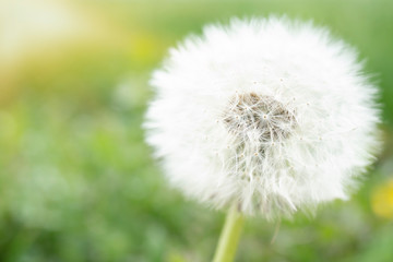 Close up of a Dandelion (Taraxacum officinale) with soft green background