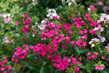 Pink flowers on green bush