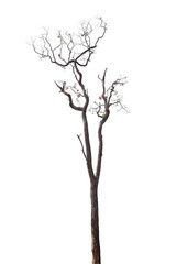dead tree isolated on white background