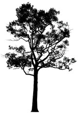 Fototapeta premium Silhouette tree isolated on a white background. Clipping path included